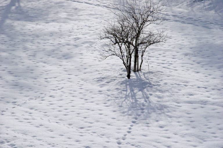 Baum in Schneelandschaft