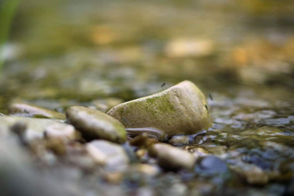Steine in einem Fluss