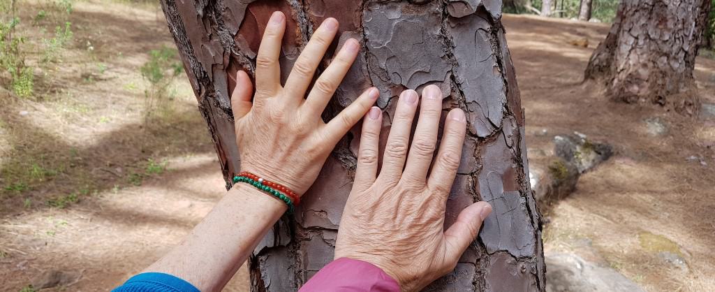 Zwei Hände berühren einen Baumstamm mit grober Rinde. Links ist eine rechte weibliche Hand, rechts eine linke männliche. Um das weibliche Handgelenk ist ein Armband. Der männliche Arm lugt aus einem dunkelrosa farbenen Ärmel