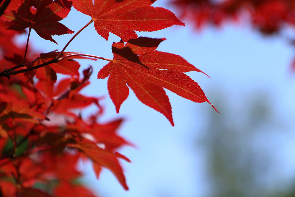 Ahornblätter am Baum